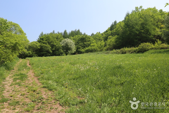 太白高原自生植物园(태백 고원자생식물원)