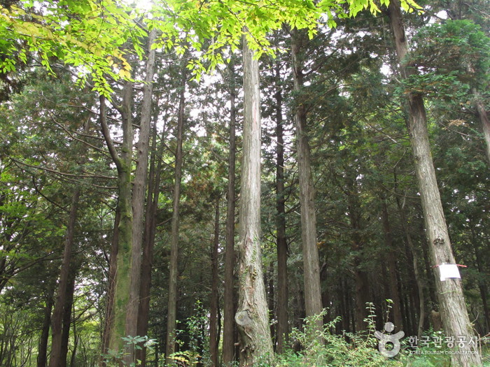 西归浦自然休养林(서귀포자연휴양림)