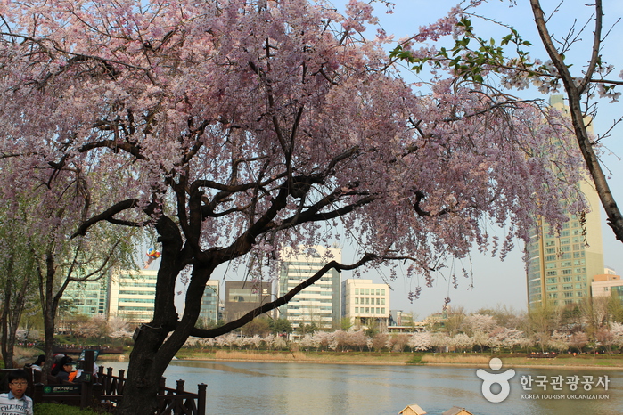 石村湖水樱花节석촌호수 벚꽃축제