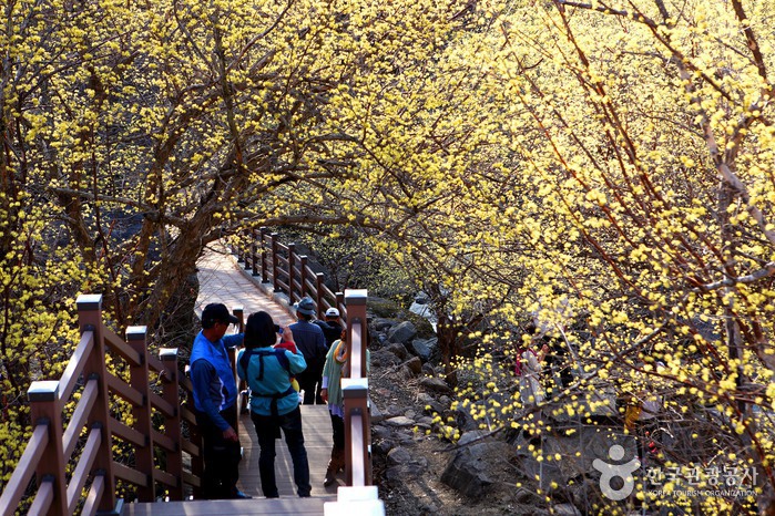 求礼山茱萸花庆典구례산수유꽃축제