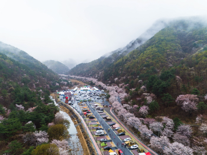 绸缎村山花庆典(비단고을 산꽃축제）
