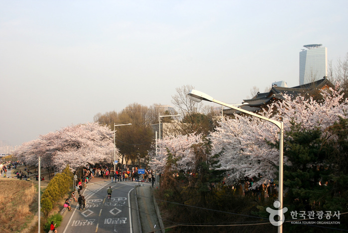 永登浦汝矣岛春花节영등포 여의도 봄꽃축제