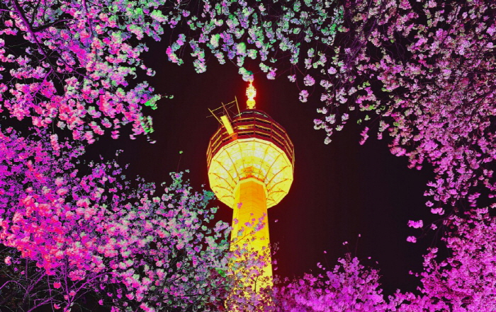 E-WORLD星光樱花节  이월드 별빛벚꽃축제