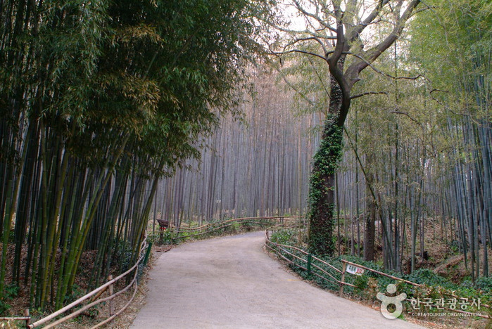 竹林谷主題公園(대나무골 테마공원)