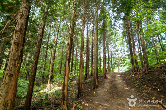 Chungnyeongsan Recreational Forest (축령산자연휴양림)