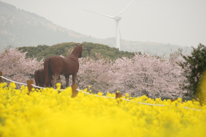 Jeju Canola Flower Festival (제주 유채꽃축제)