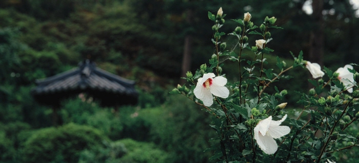 Rose of Sharon Festival of The Garden of Morning Calm (아침고요수목원 무궁화전시회)