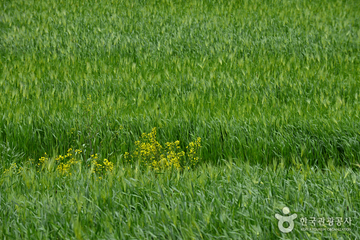 Gochang Green Barley Field Festival (고창 청보리밭축제)