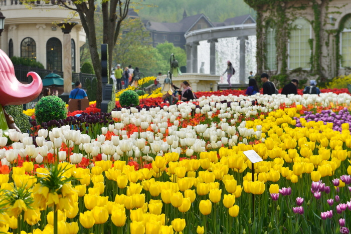 Everland Tulip Garden (에버랜드 튤립가든)