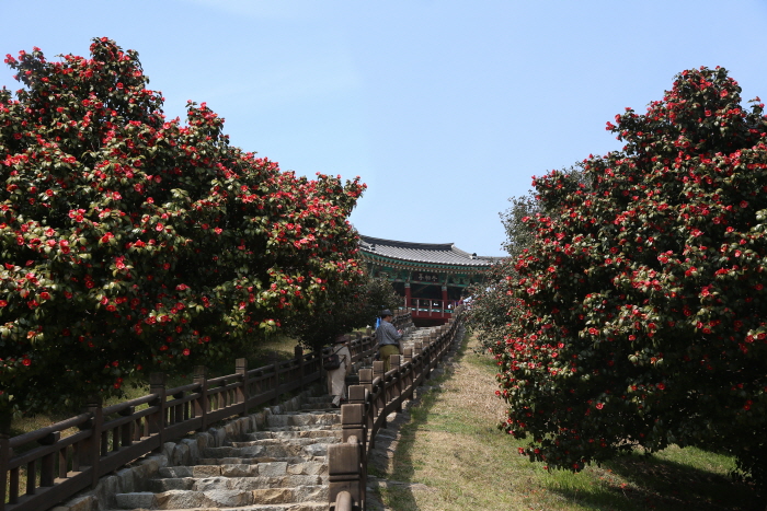 Seocheon Maryang-ri Camellia Forest (서천 마량리 동백나무 숲)