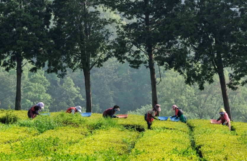 Hadong Wild Tea Cultural Festival (하동 야생차문화축제)