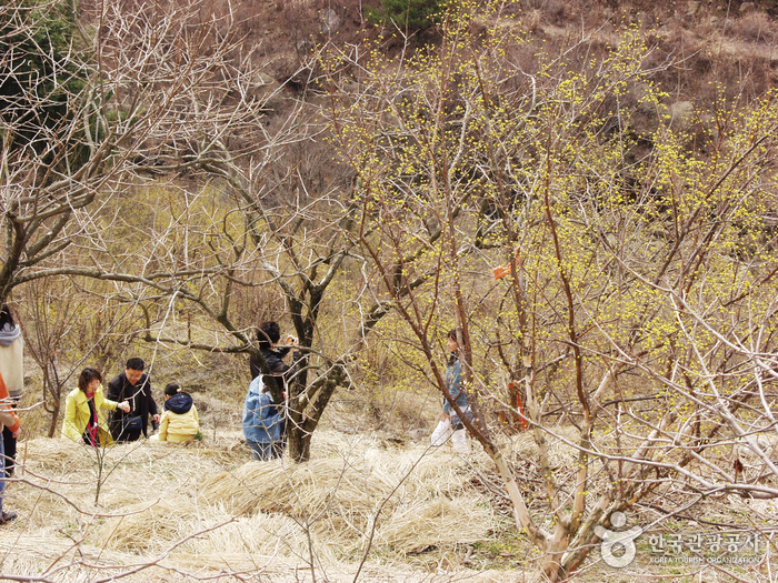 Деревня Сансую в Куре (구례 산수유마을) Деревня Сансую в Куре (구례 산수유마을)