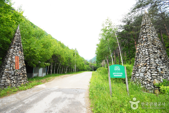 Bosque Recreativo Nacional Sambong (국립 삼봉자연휴양림)